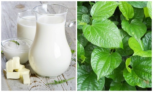 Chữa thoái hóa cột sống bằng lá lốt và sữa bò tươi