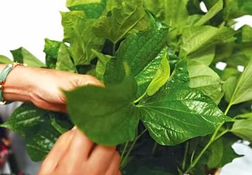 Lá lốt mang nhiều tác động hữu ích cho sức khỏe