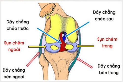 Dây chằng bao quanh trong và ngoài khớp gối