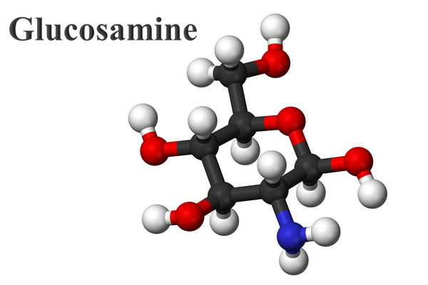 Glucosamine là một dạng đường amino có trong cơ thể người