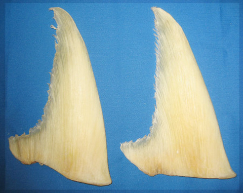 Sụn vi cá mập
