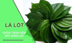 Bài thuốc chữa thoái hóa cột sống bằng lá lốt hiệu quả Bài thuốc chữa thoái hóa cột sống bằng lá lốt hiệu quả